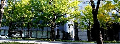 久宝寺の植えかえた若木。'14.11.16.