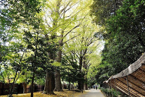 玉川上水分水に落ち葉ネット。'12.11.22.