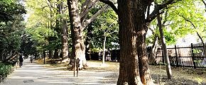 散策路に高木樹木並ぶ。'12.11.22.