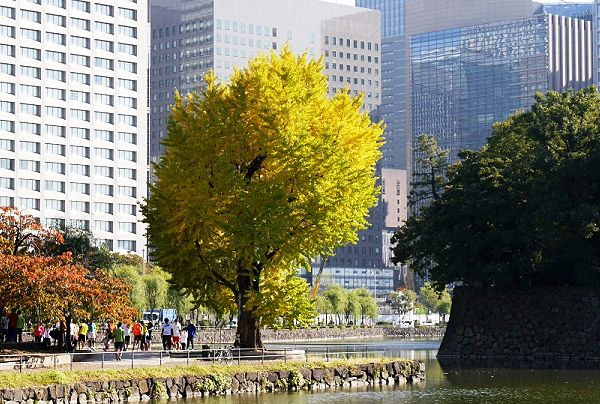 市民ランナーが皇居一周のため大手濠緑地に集う。'13.11.16.