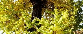 瑞々しく生い茂る。'13.11.16.