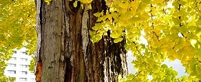 幹の胴はおおきく樹皮が剥がれる。'13.11.16.