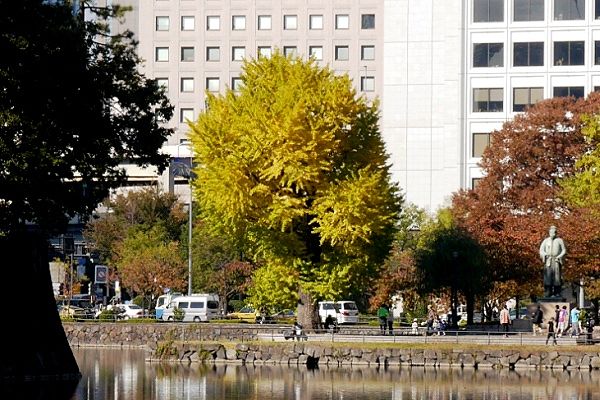 皇居に対峙する震災イチョウと和気清麻呂像。'13.11.16.