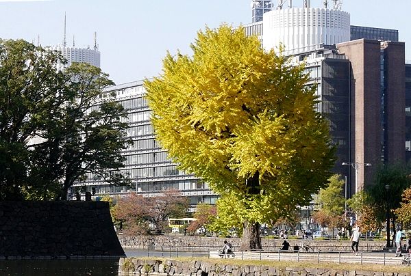 満身創痍と思えぬ樹勢。'13.11.16.