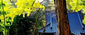 薬師堂前大銀杏。'12.12.02.