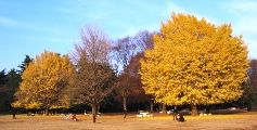 光が丘公園の草原広場。07.12.06.