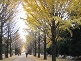 光が丘公園内の銀杏並木。07.12.06.