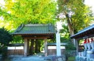 山門から望む二対の大銀杏。08.11.13.