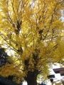 正面鳥居脇の銀杏は他のイチョウが重なり全景撮りきれない。07.12.06.