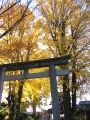 大鳥居を挟むように弥栄イチョウが黄葉。07.12.06.