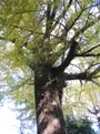 社殿右脇の大イチョウは生い茂った樹木に隠される。07.12.06.