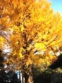 大鳥居左脇の弥栄(いやさか)イチョウは根元から3本に幹分れです。07.12.06.