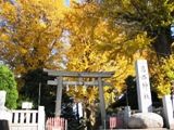 正面鳥居から望む境内は一面黄金色。07.12.06.