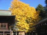 社殿を押し分けるような黄金色の大イチョウ。07.12.06.