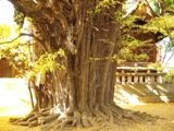 側面から見るヒコバエ。07.12.06.