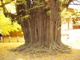 背面から見るヒコバエ。07.12.06.