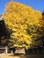 黄金色に燃える大イチョウ。07.12.06.
