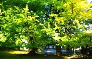 広徳寺山門から望む二対の大銀杏。08.11.13.
