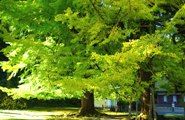 山門側から望む二対の大銀杏。08.11.13.