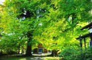 本殿側から望む広徳寺の大銀杏。08.11.13.