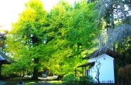 本殿側から望む広徳寺の大イチョウ。08.11.13.