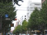 黄葉にはまだまだの横浜南仲通り。07.11.20.
