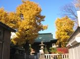 社殿を囲むようなイチョウたち。07.12.06.