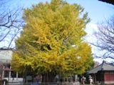 隋身門から望む大イチョウ。07.12.06.
