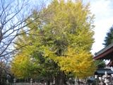 側面から見れば内枝はいまだ萌黄色。07.12.06.