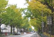 黄葉の山下公園通り。07.11.20.