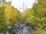 ポーリン橋からみなちみらいの高層ビルを望む。07.11.20.