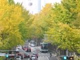 車道を包み込む黄葉のイチョウ並木。07.11.20.