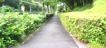 南側駐車場前の歩道の剪定と除草。06.08.29.