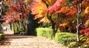 遊歩道の楓は紅葉真っ盛り。07.12.05.