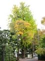 護国寺本坊前から望む大イチョウ。06.11.22.