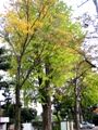 護国寺境内の音羽幼稚園前からでは樹高たかく納まらず。06.11.22.