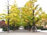 大火にも蘇生したこのイチョウの生命力。06.11.22.