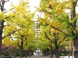 愛を込めた丁寧な剪定で甦るイチョウ達。06.11.22.