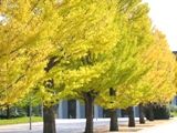 工科大の見事な秋色です。06.11.16.