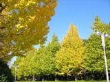 北側のイチョウはヤット色付き始め。06.11.16.