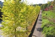 緑地帯の木々も色ずき始める。07.11.08.