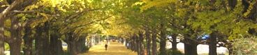 昭和記念公園のイチョウ並木の黄葉に浸り歩みつずける人。06.11.24.