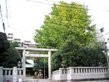 鳥居横の境内にたわわに枝を張る天祖神社の大イチョウ。06.11.22.