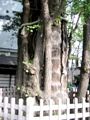 樹皮が無いが新たな幹が育つこの生命力。06.11.22.