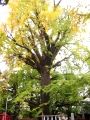 鬼子母神の大イチョウは境内の中からでは写し切れない樹高です。06.11.22.