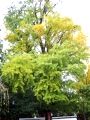 隣接の広場からも撮り切れない大イチョウ。06.11.22.
