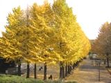 小平市民総合体育館前の並木を西側より望む。06.12.06.