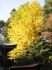 南大沢八幡のイチョウ。
