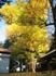 厚木荻野神社。05.12.08.