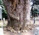 氷川神社の大イチョウ。06.01.09.